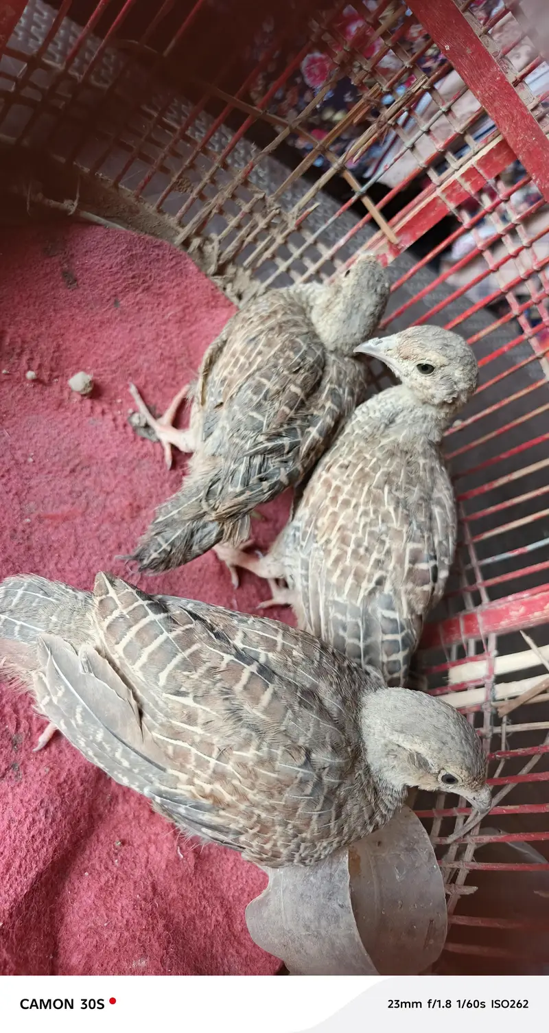 Dakhni teetar — photo 2