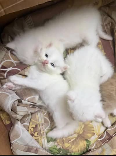 Persian cute little kittens 0315/3352768