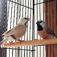 first breed Karenge