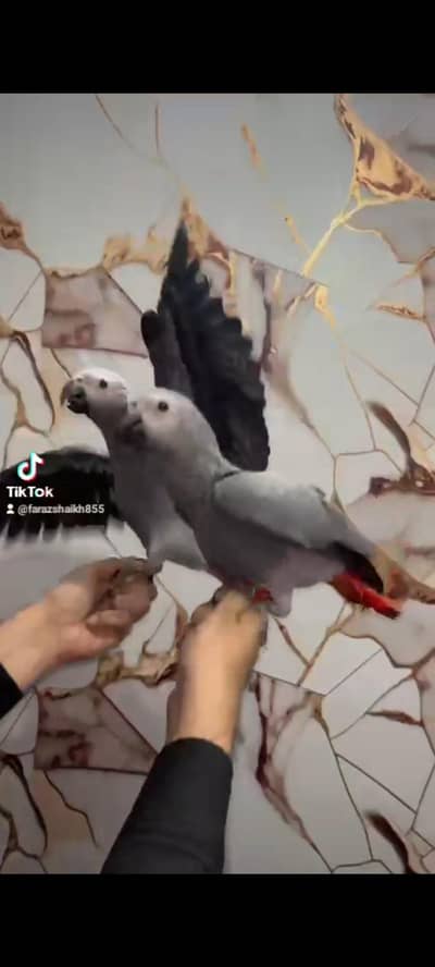 grey parrot and sunconure