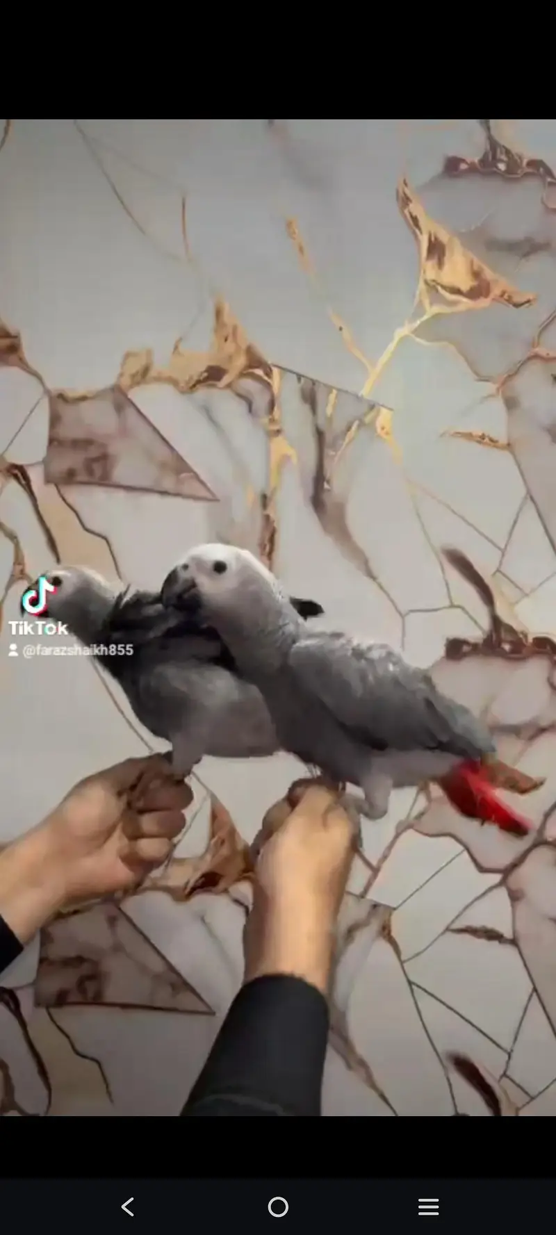 grey parrot and sunconure — photo 2
