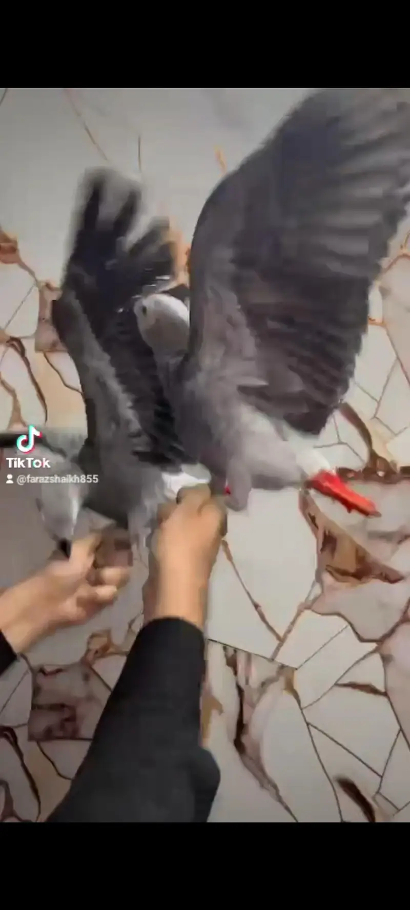 grey parrot and sunconure — photo 3