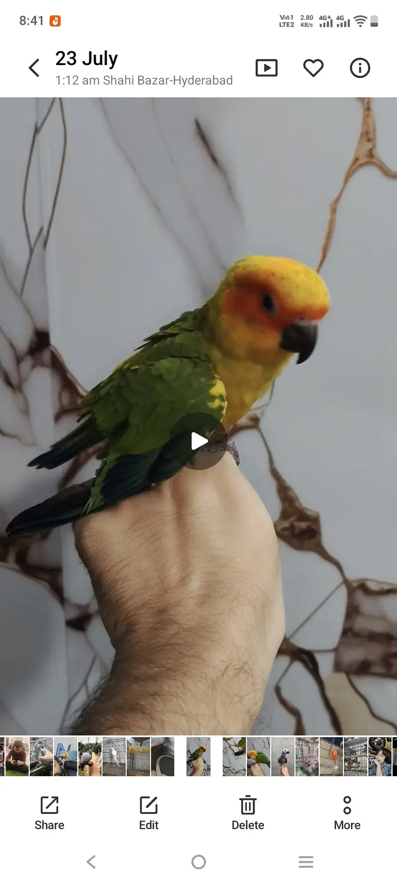 grey parrot and sunconure — photo 4