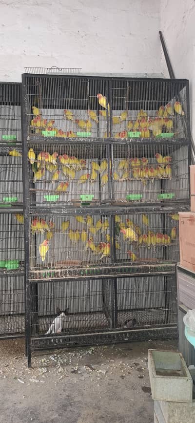 Master cage.