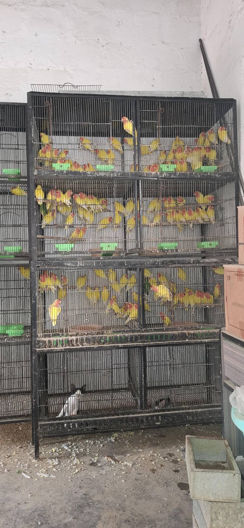 Master cage. 0
