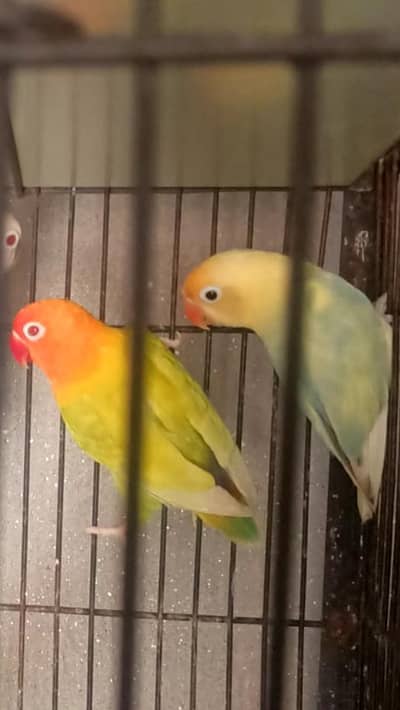 love bird 03013130804.
