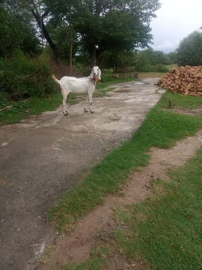 bakri k nichy male Bacha bakri dubra cross bi ho gai ha 03325054687