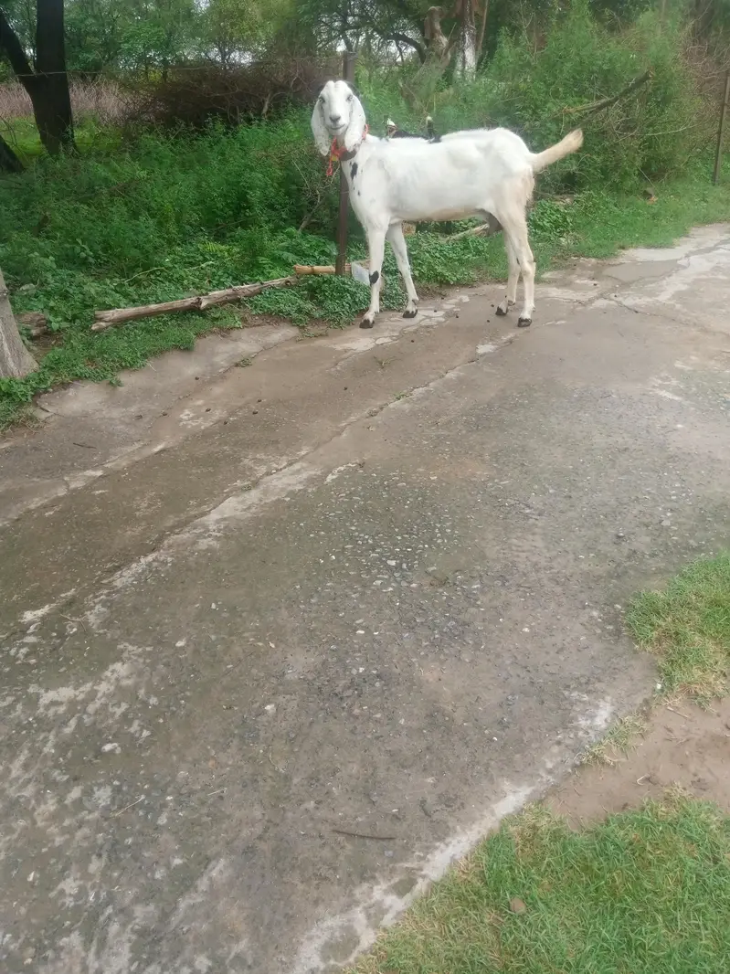 bakri k nichy male Bacha bakri dubra cross bi ho gai ha 03325054687 — photo 2