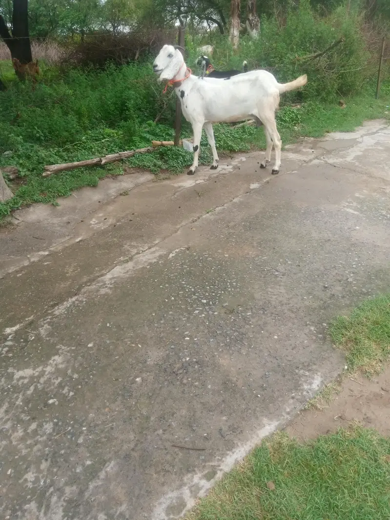 bakri k nichy male Bacha bakri dubra cross bi ho gai ha 03325054687 — photo 3