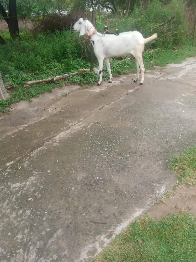 bakri k nichy male Bacha bakri dubra cross bi ho gai ha 03325054687 — photo 4