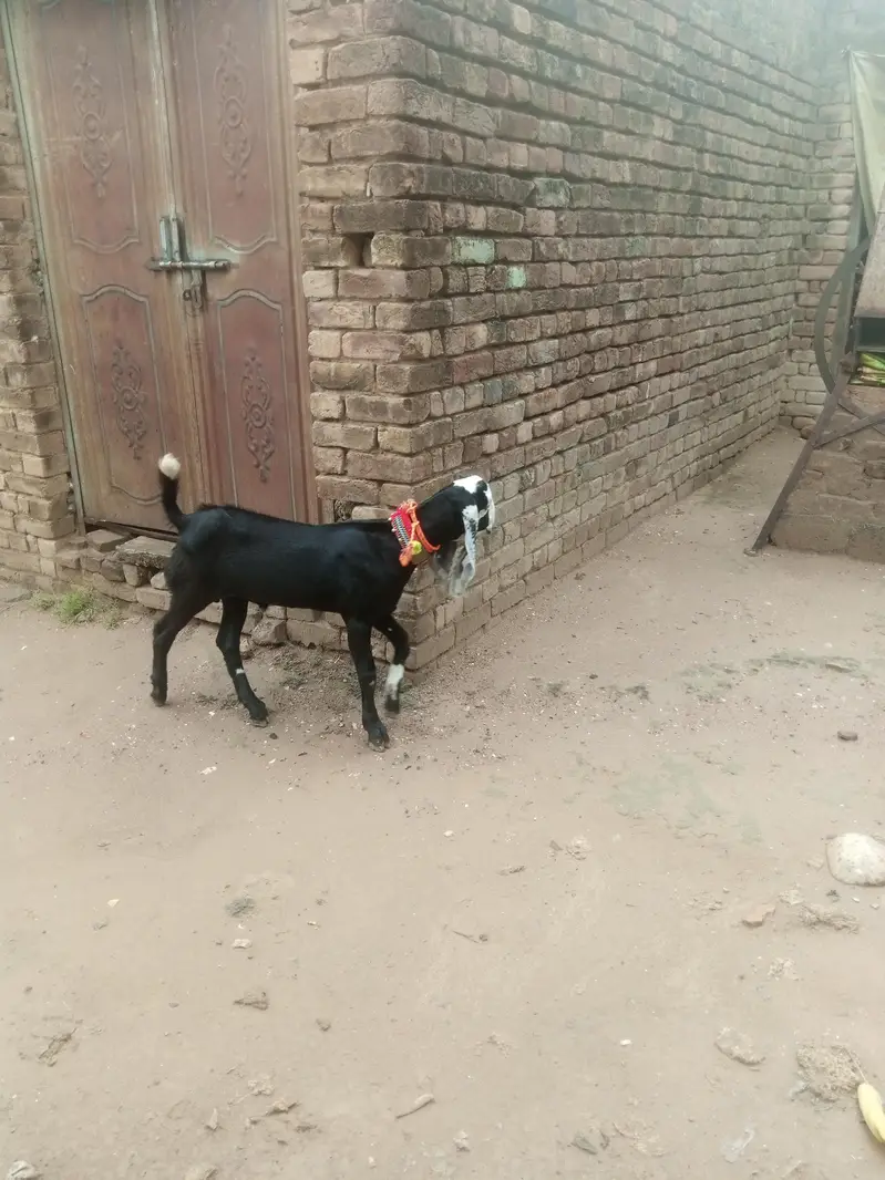 bakri k nichy male Bacha bakri dubra cross bi ho gai ha 03325054687 — photo 5