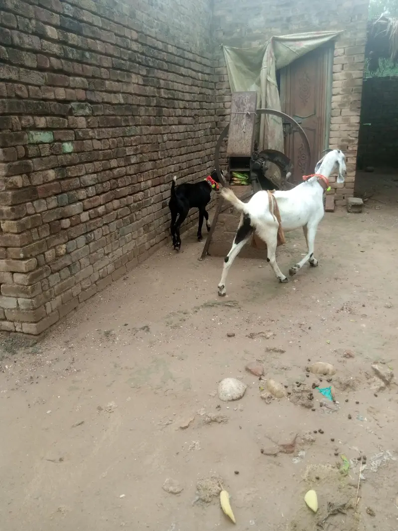 bakri k nichy male Bacha bakri dubra cross bi ho gai ha 03325054687 — photo 6
