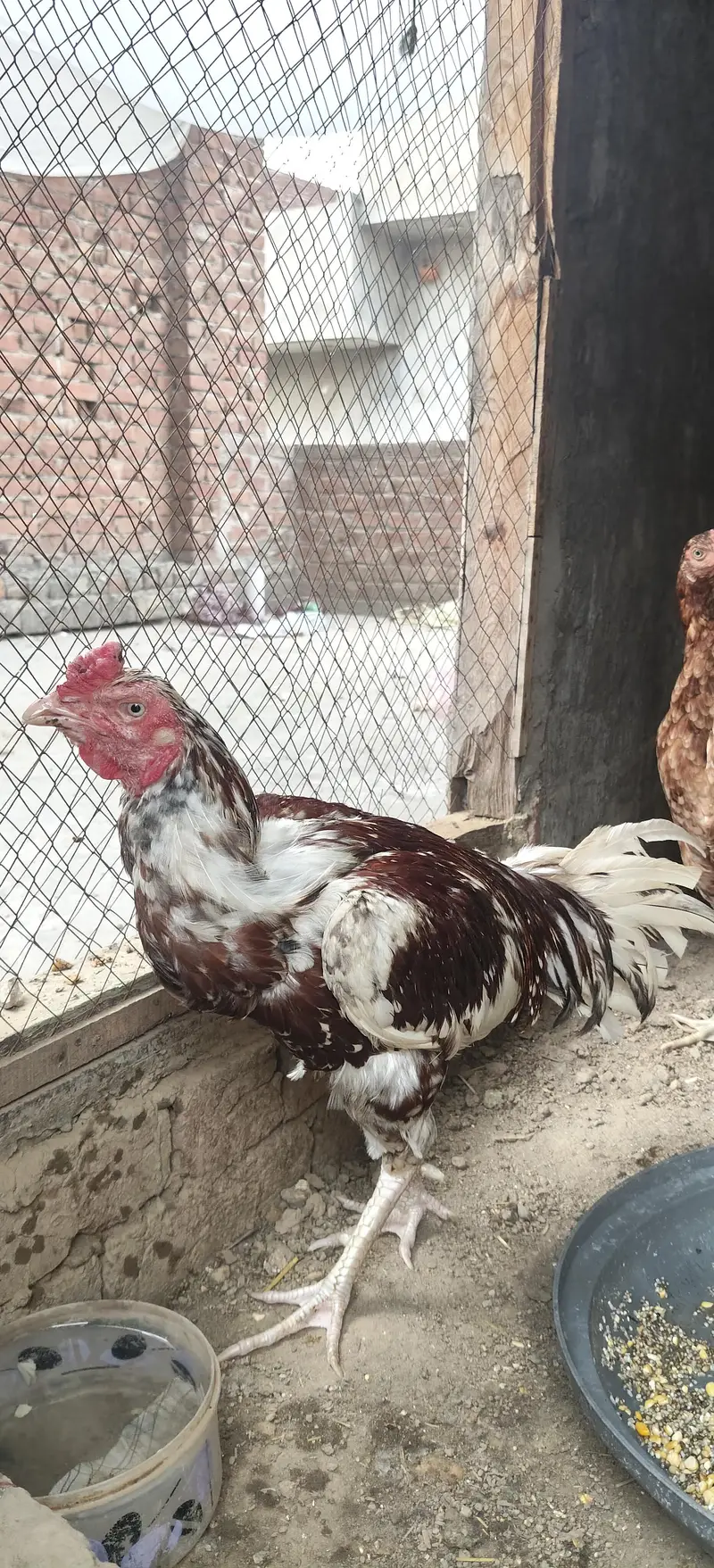 aseel miyawali murg for sell watsup number 03467300648 — photo 4