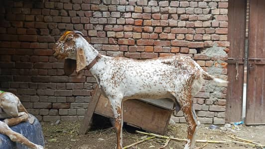 peor maki chini bakri for sell