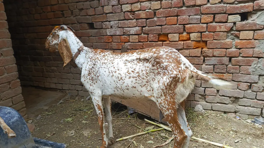 peor maki chini bakri for sell — photo 2