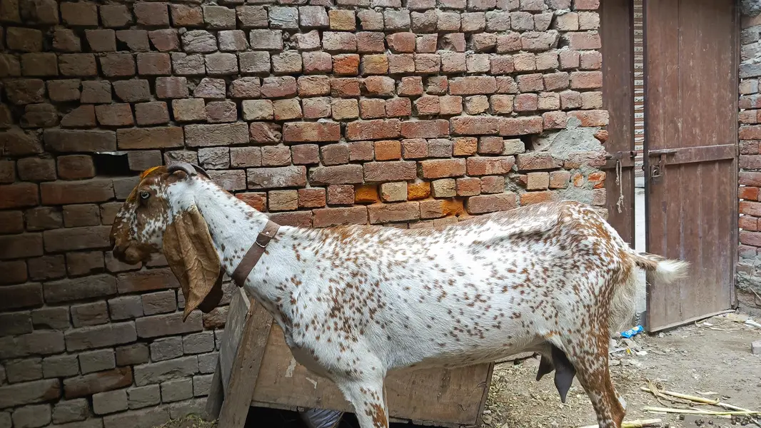peor maki chini bakri for sell — photo 3