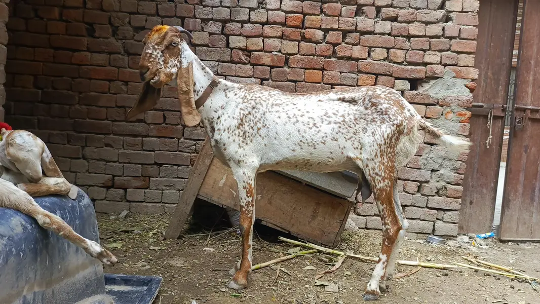 peor maki chini bakri for sell — photo 4