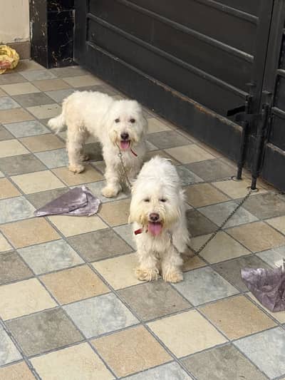 Poodle pair