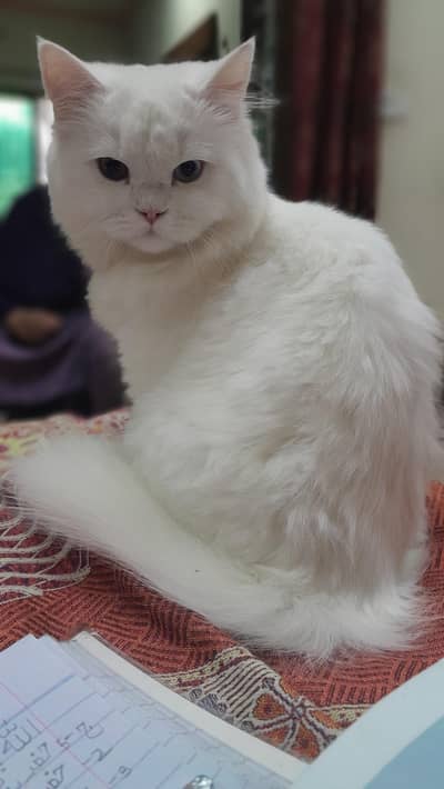 cat for sale