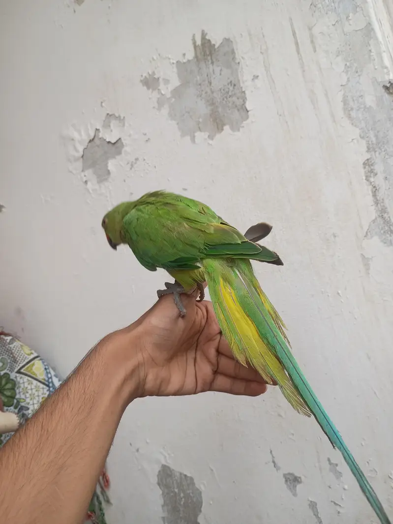 Green Ragnick Handtame — photo 8