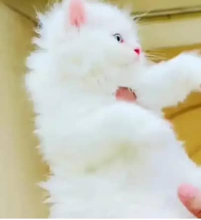 (Persian female kitten) (for sale all) (Pakistan delivery available)
