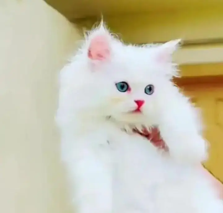 (Persian female kitten) (for sale all) (Pakistan delivery available) — photo 2