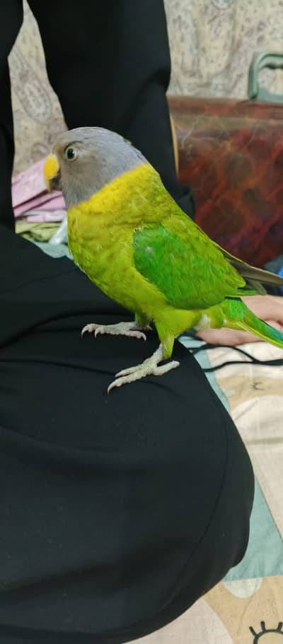 Plum head Parakeet Hand tame for sell
