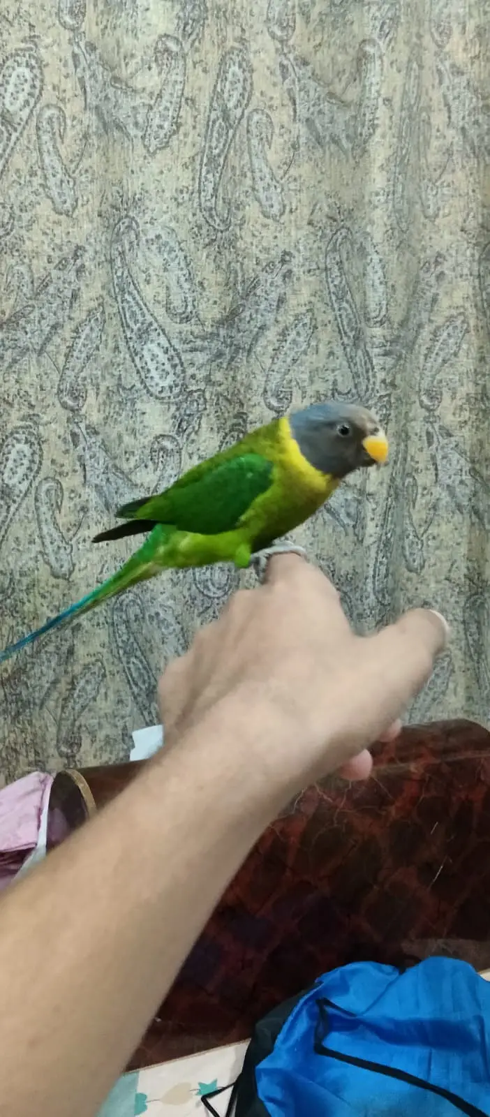Plum head Parakeet Hand tame for sell — photo 2