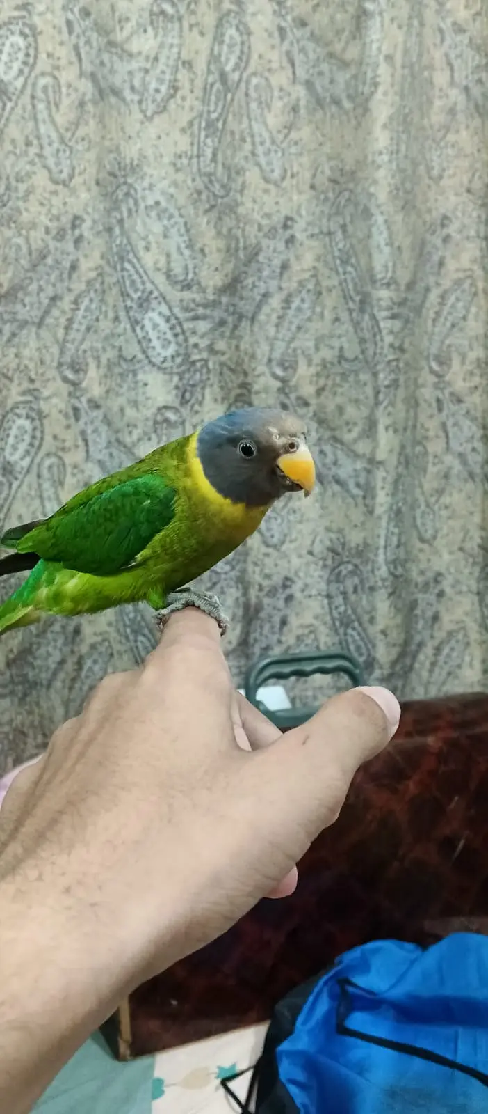Plum head Parakeet Hand tame for sell — photo 3