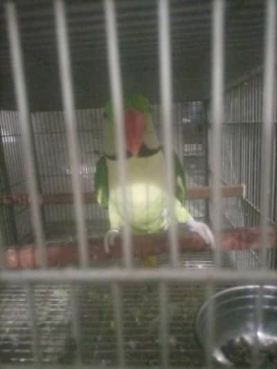 raw parrot for sale