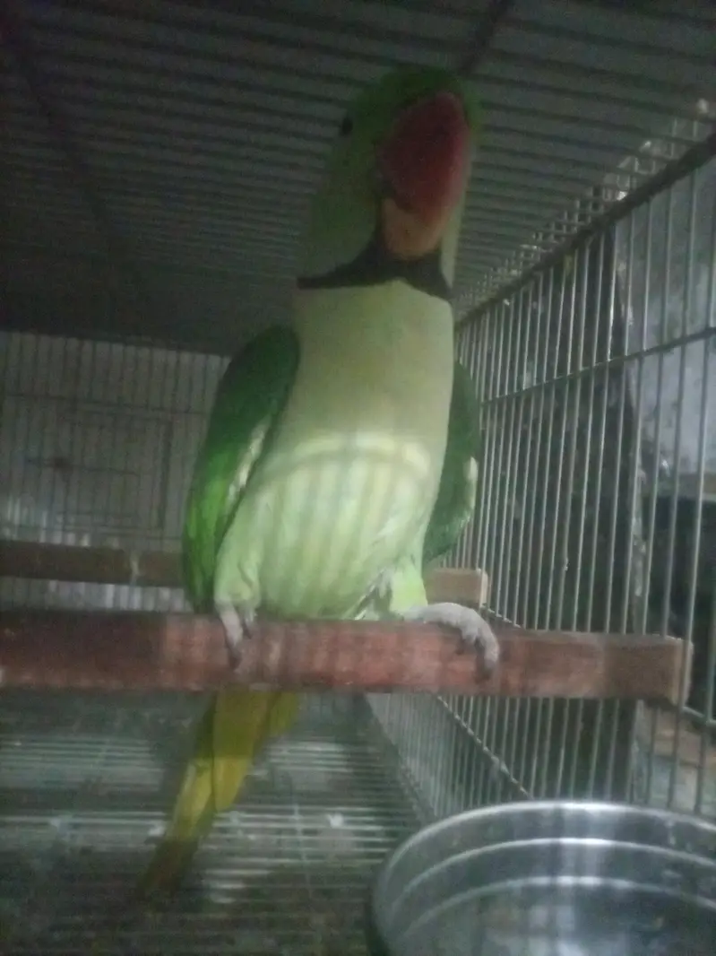 raw parrot for sale — photo 2