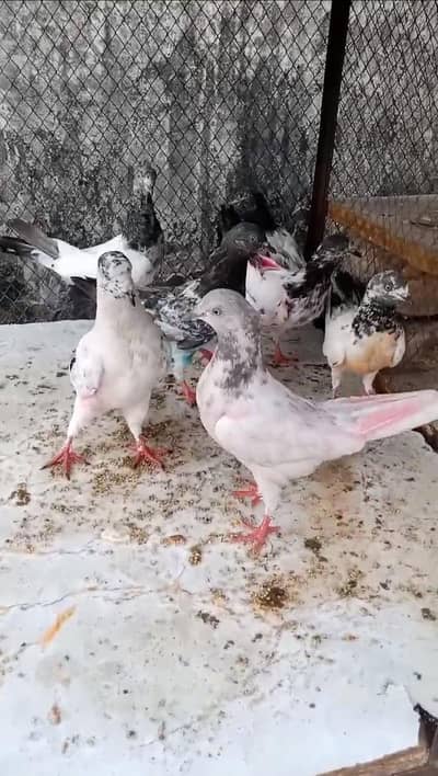 7 best high flyer pigeons deal 3 hazar