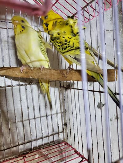 Hogoromo pair