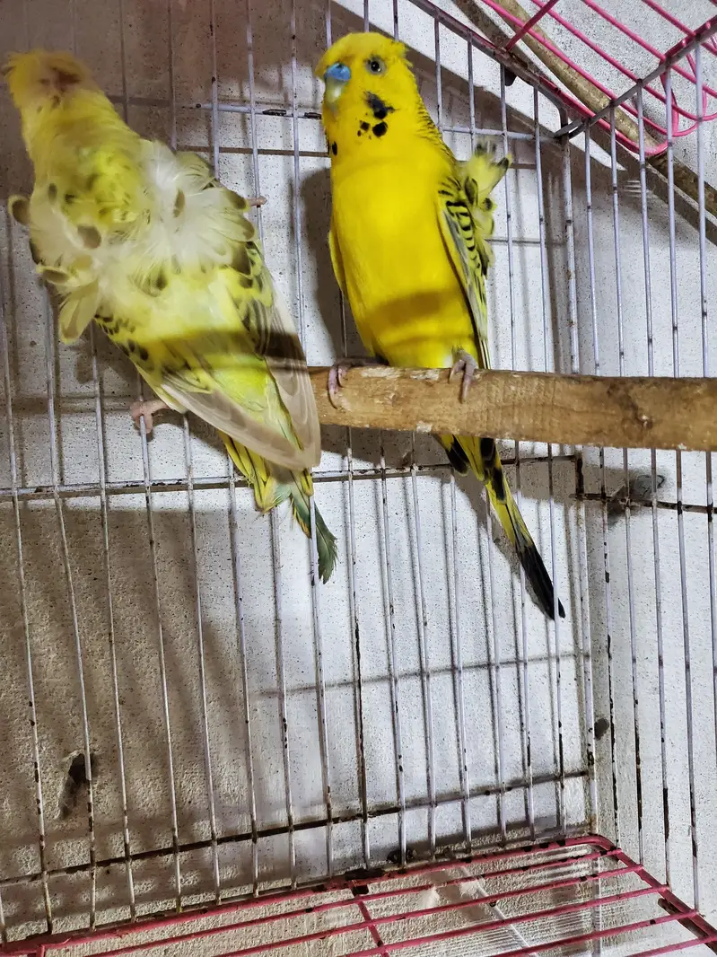 Hogoromo pair — photo 3