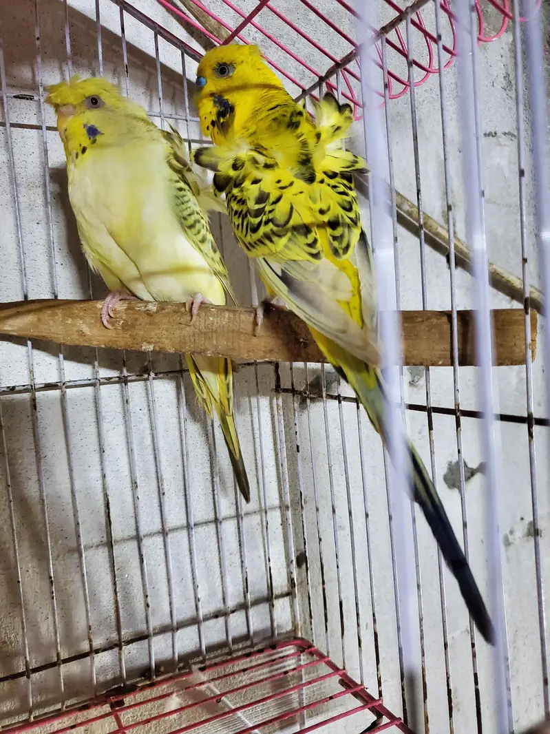 Hogoromo pair — photo 4