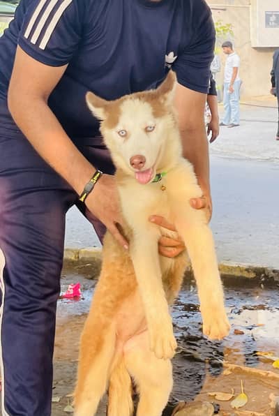 Siberian Husky Blue eyes For sale urgent