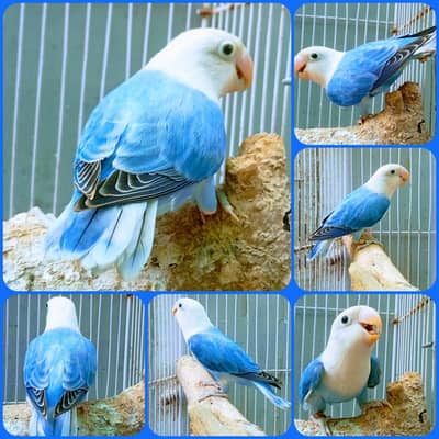 BLUE OPLINE / PALE FELLOW