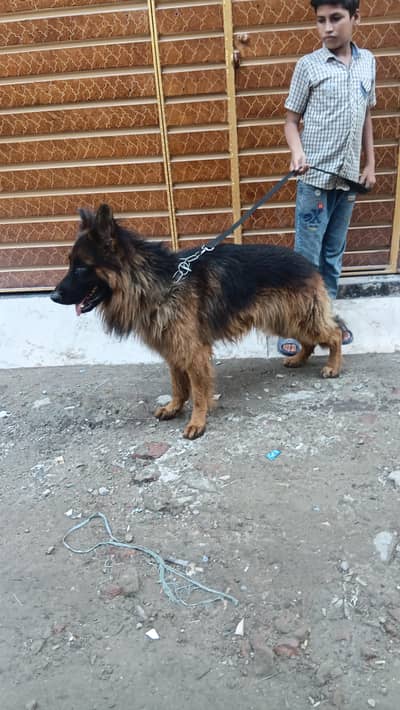 long coat degree German Shepherd male for sale