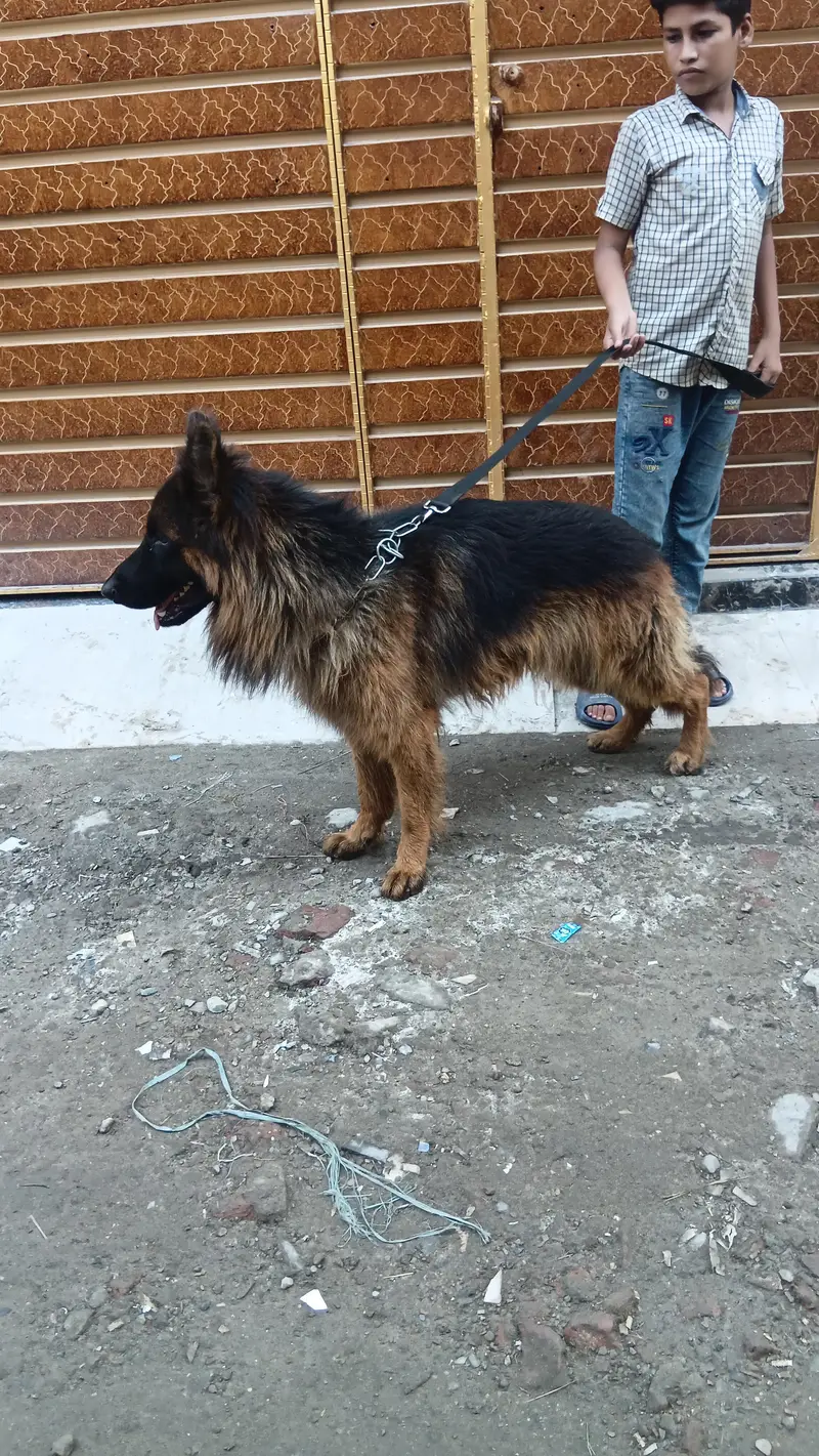 long coat degree German Shepherd male for sale — photo 2