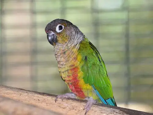Albino Love Bird And Yellow Sided conure — photo 2