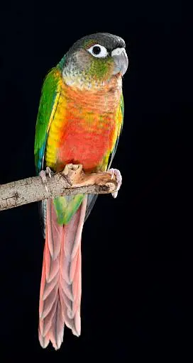 Albino Love Bird And Yellow Sided conure — photo 3