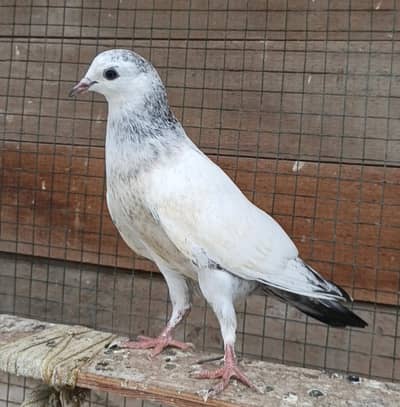 kamager dubwala kaldumay tedi
