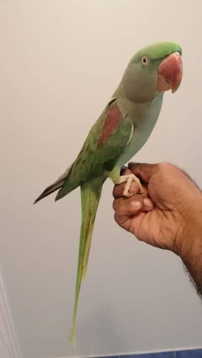 Raw Female