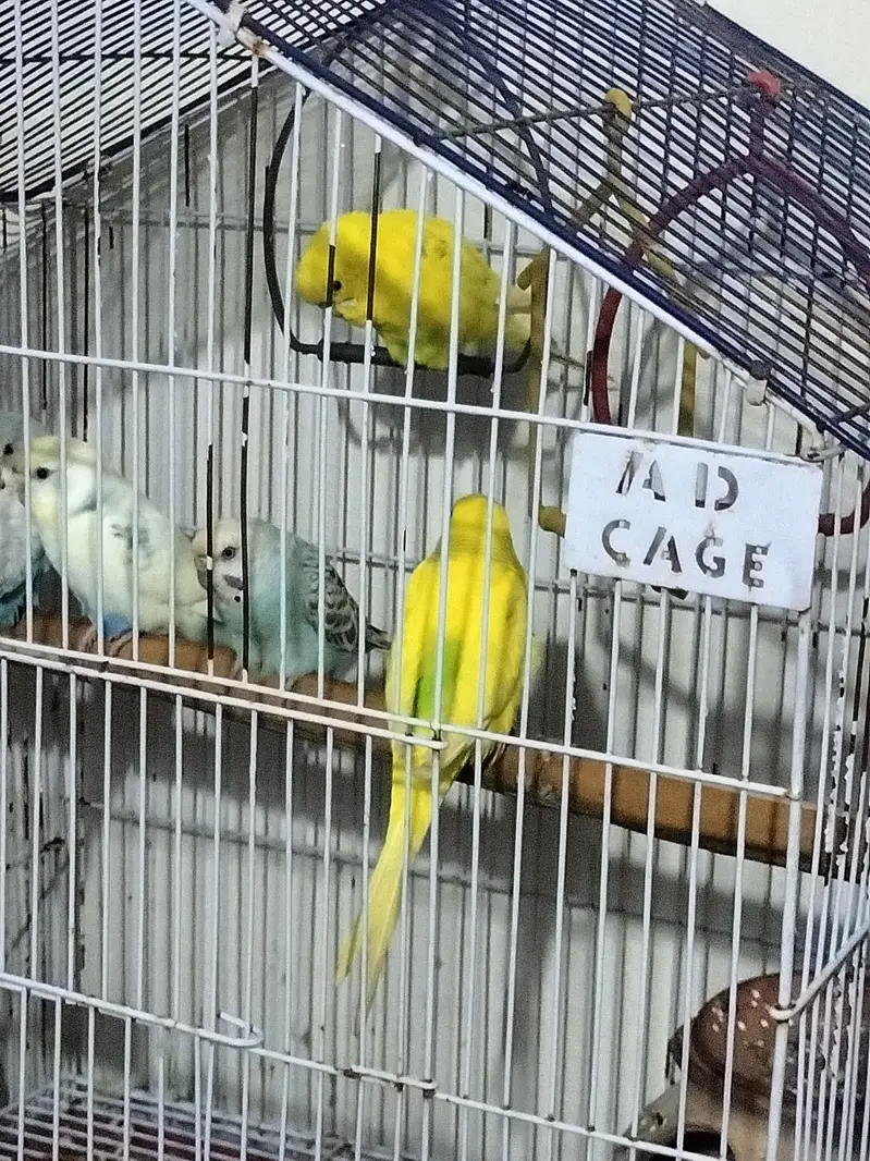 Full breed
