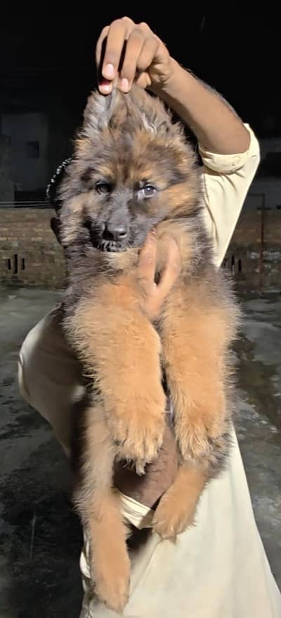 German Shepherd Pup