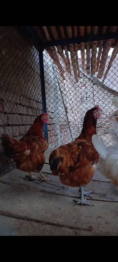 1 male 5 female