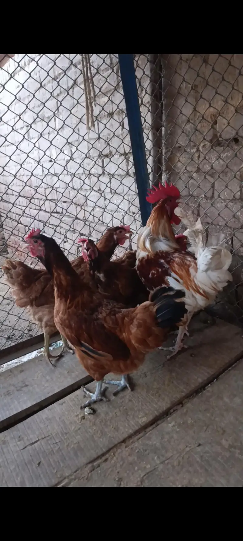 1 male 5 female — photo 2
