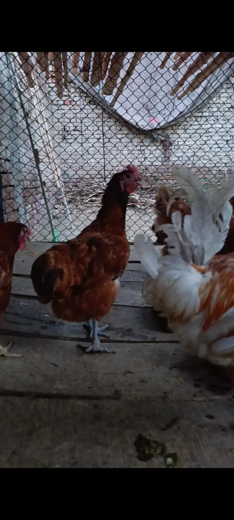1 male 5 female — photo 3