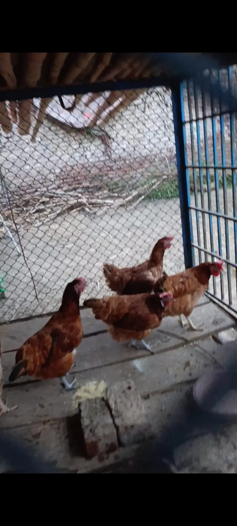 1 male 5 female — photo 4