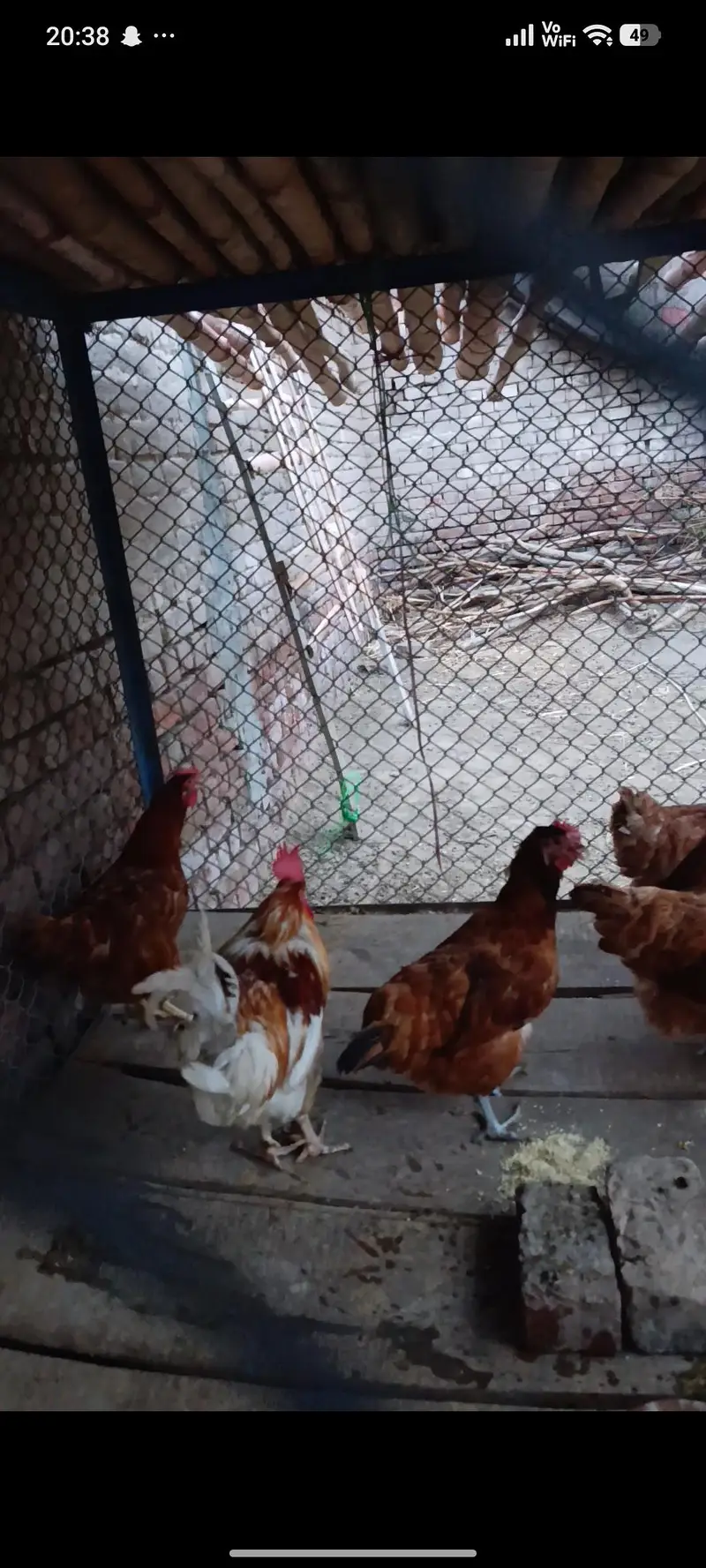 1 male 5 female — photo 5